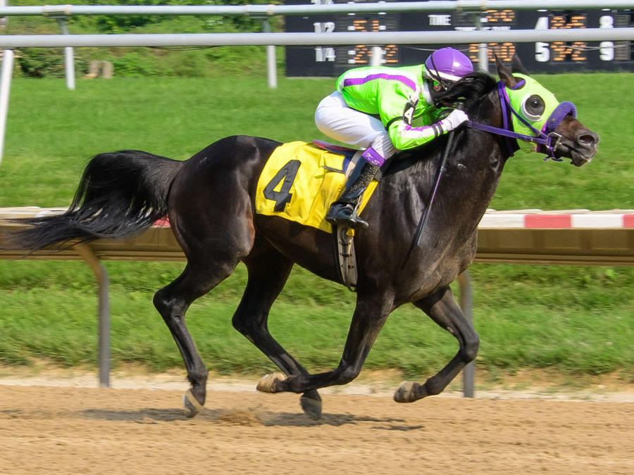 Jimdandy Tothe Reshessq, bred by Cre Run